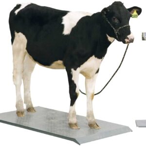 Achieve accurate livestock weighing with our iron cast platform scales