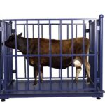 Effortless livestock management with our Smart Farm Digital Cattle Scale