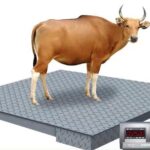#CattleWeighing, #LivestockManagement, #FarmEfficiency, #PrecisionScale, #CattleHealth, #StainlessSteelScale.jpg_960x960