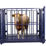 Elevate your livestock management with advanced electronic scales featuring lock and fences for precise and secure weighing.jpg_960x960