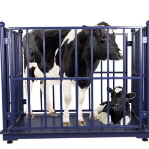 Optimize cattle management with our Precision Digital Cattle Scale.jpg_960x960