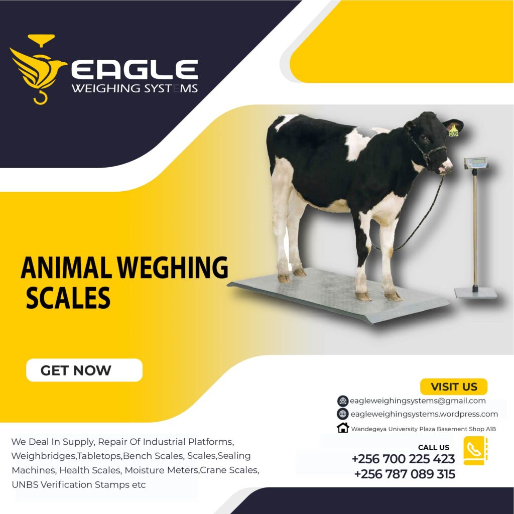 Livestock weighing scale equipment.