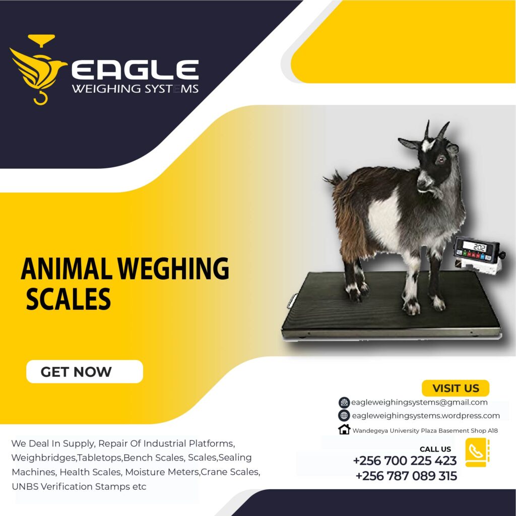 Weighing Scales For Sheep.