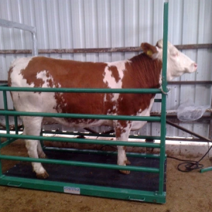 Electronic Weighing Scales For Cows In Uganda