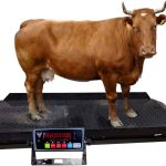 Cattle Weighing Scale Supplier in Uganda