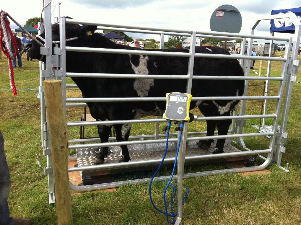 Cattle Weighing Scales Company in Uganda