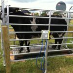 Weighing Scales for Animals in Uganda