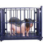 Accurate Pigs Weighing Scales for Feed Conversion Tracking