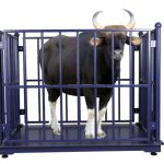 Digital Cattle scales for Accurate Measurements