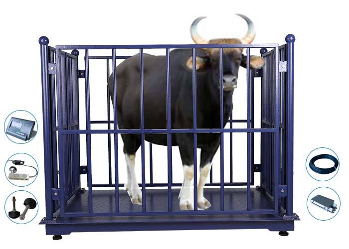 Digital Cattle scales for Accurate Measurements