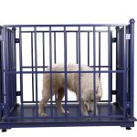Best Pig Weighing Machines for Weaner Development in Uganda
